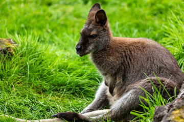 Young macropodidae kangaroo sitting on the meadow