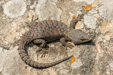 A beautiful Transvaal girdled lizard (Cordylus vittifer), also known as Reichenow's spiny-tailed lizard, or Common girdled lizard, in the wild