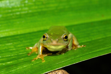 A beautiful Tinker reed frog (Hyperolius tuberilinguis) near a pond, in the wild