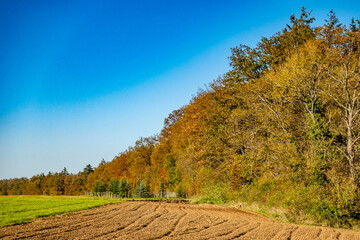 Wiederaufforstung im herbstlichen Wald