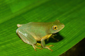 A beautiful Tinker reed frog (Hyperolius tuberilinguis) near a pond, in the wild