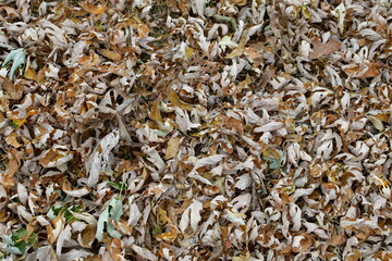 Dry Leaves