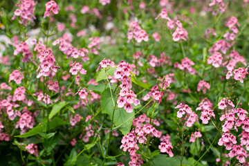 Diascia personata flowers in bloom