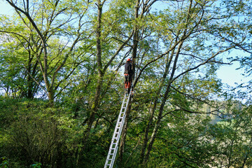 Tree surgeon climbing an extension ladder to fix ropes prior to working at the top of an Acacia tree  © plazaccameraman