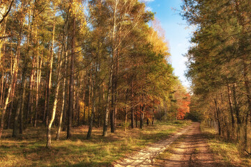 autumn in the forest