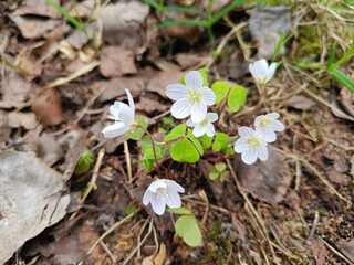 Flowers of the common sourdough Oxalis acetos&eacute;lla , forest flowers
