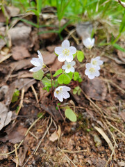 Flowers of the common sourdough Oxalis acetosélla , forest flowers