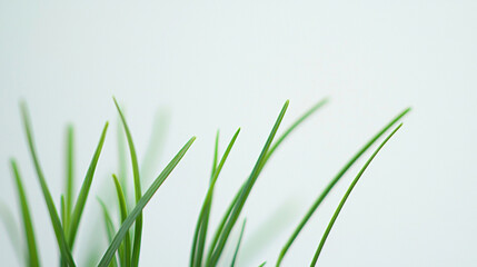 Close-Up of Fresh Chive Sprigs 