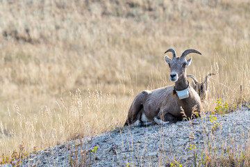 A collared wild bighorn sheep is laying down on a hillside