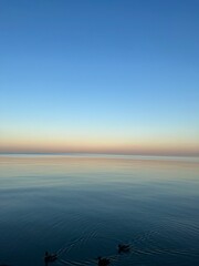 ducks swimming in Lake Michigan 