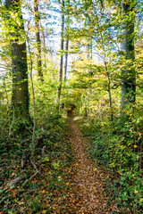 Waldweg im Herbst