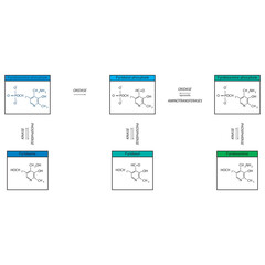 Diagram showing enzymatic interconversion of Vitamin B6 vitamers - Pyridoxine, Pyridoxal, Pyridoxamine and phosphate form.