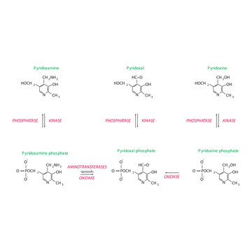 Diagram showing enzymatic interconversion of Vitamin B6 vitamers - Pyridoxine, Pyridoxal, Pyridoxamine and phosphate form.
