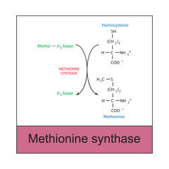 Diagram showing function of methionine synthase - conversion of Homocysteine to Methionine via Methyl H4 folate and H4 folate