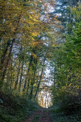 Obraz premium Waldweg im Herbst