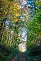 Obraz premium Waldweg im Herbst