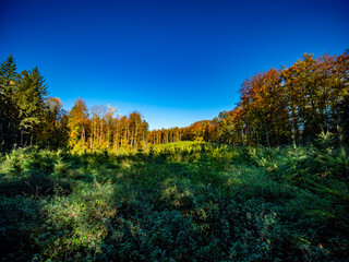 Wiederaufforstung im herbstlichen Wald