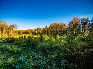 Wiederaufforstung im herbstlichen Wald