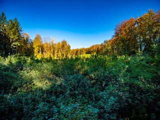 Wiederaufforstung im herbstlichen Wald