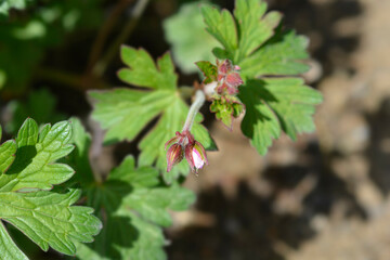 Himalayan Cranesbill Plenum flower buds