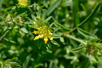 Common kidney vetch flower