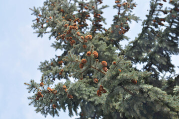 Colorado blue spruce branches with cones