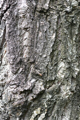 Dragons claw willow bark detail