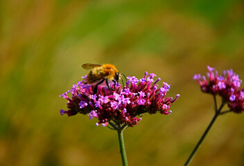 trzmiel  siedzący na werbenie patagońskej, Bumble-bee sitting on Verbena purple flower, Verbena bonariensis, Bombus, Bumblebee, bumblebee on a purple top vervain flower, blurred background, bokeh © kateej