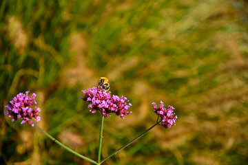 trzmiel  siedzący na werbenie patagońskej, Bumble-bee sitting on Verbena purple flower, Verbena bonariensis, Bombus, Bumblebee, bumblebee on a purple top vervain flower © kateej