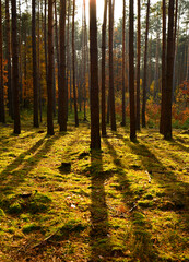 las jesienią w promieniach słońca, mech w jesiennym lesie, painted light with shadow, autumn forest in the rays of the sun, moss in the autumn forest, the rays of the sun illuminate the forest floor   © kateej