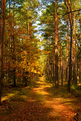 Obraz premium kolory jesieni, pomarańczowe i zółte liście jesinne, las jesienią, złota, polska jesień, światło cień, złota pora roku