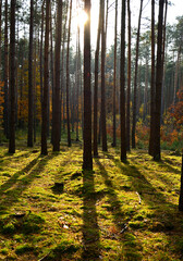 las jesienią w promieniach słońca, mech w jesiennym lesie, painted light with shadow, autumn forest in the rays of the sun, moss in the autumn forest, the rays of the sun illuminate the forest floor   © kateej