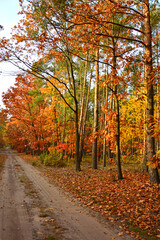 Obraz premium kolory jesieni, pomarańczowe i zółte liście jesinne, las jesienią, złota, polska jesień, światło cień, złota pora roku