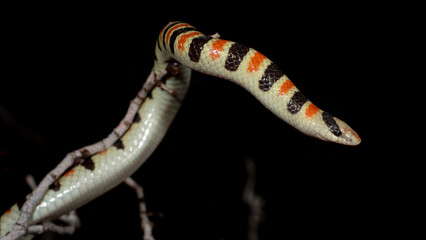 Colorado Desert Shovel-nosed Snake