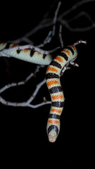 Colorado Desert Shovel-nosed Snake