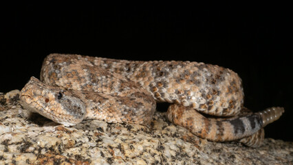 Southern Speckled Rattlesnake