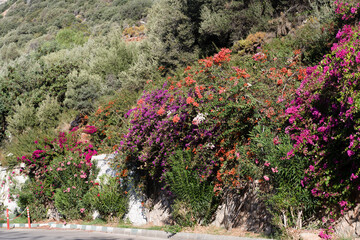 Vibrant purple and orange bougainvillea flowers cascading over a rustic stone wall, creating a lively Mediterranean street scene.
