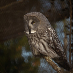 Great grey Owl Strix nebulosa sitting in a tree.