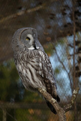 Great grey Owl Strix nebulosa sitting in a tree.