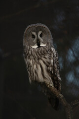 Lapland Owl Strix nebulosa with closed eyes