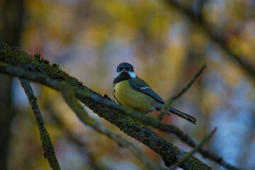 Fototapeta premium Eurasian blue tit (Cyanistes caeruleus) on branch.