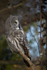 Great grey Owl Strix nebulosa sitting in a tree.