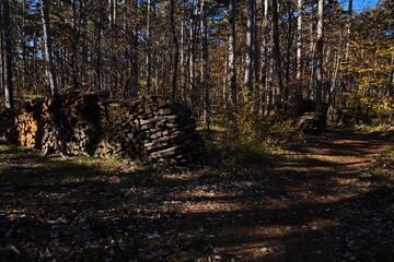 Firewood in pine forest on Harzberg at Bad Vöslau,Lower Austria,Austria
