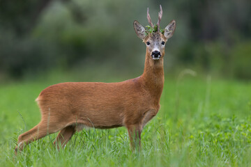 Portrait of roe deer buck. Roe deer buck during matting season with grass on the antlers. Wildlife. Capreolus capreolus, Slovakia