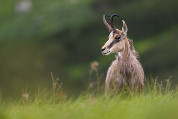 Chamois male posing, Chamois standing on the edge of mountain cliff with rocks in the background, Rupicapra rupicapra, Slovakia