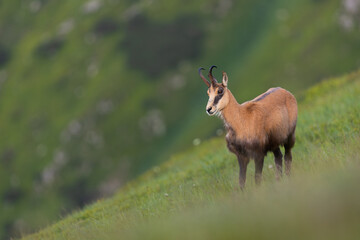 Chamois male posing, Chamois standing on the edge of mountain cliff with rocks in the background, Rupicapra rupicapra, Slovakia
