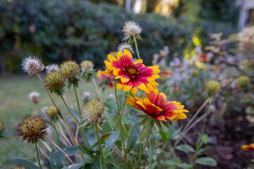 Gaillardia Aristata Blanket Flower blooms in summer