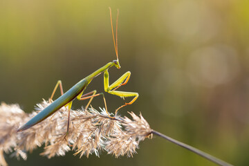 Male mantis posing on the top of the blade of grass.. European mantis, Mantis religiosa, wildlife, Slovakia. 