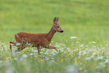 Roe deer female looking to the camera in green blooming meadow, wildlife, Capreolus capreolus, Slovakia