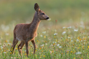 Cute little roe deer calf standing in the blooming meadow during matting season, wildlife, Capreolus capreolus, Slovakia